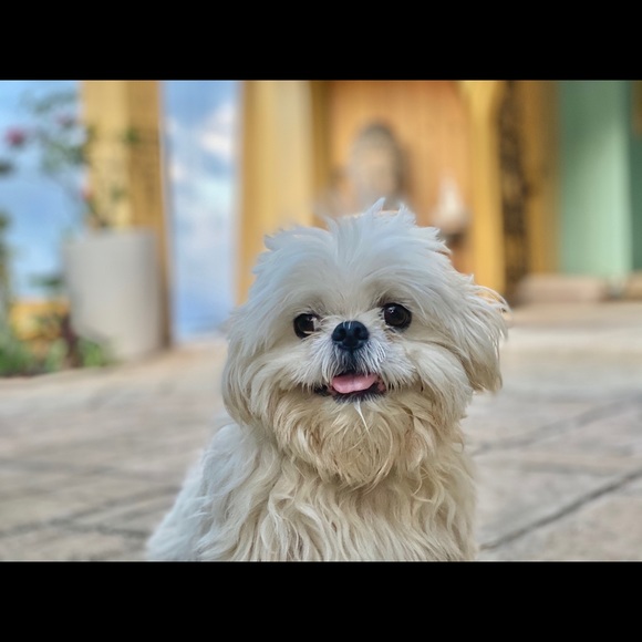 Meet your Posher, Nick - Picture 1 of 1